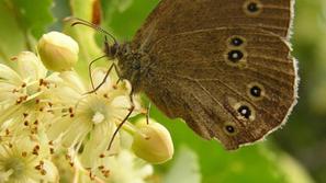 Junija bo najljubša izbira žuželk cvetoča lipa. (Foto: Shutterstock)