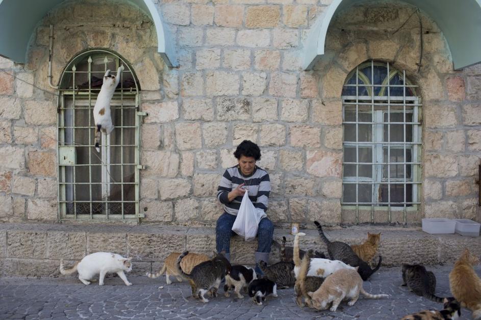 Mačke v Izraelu