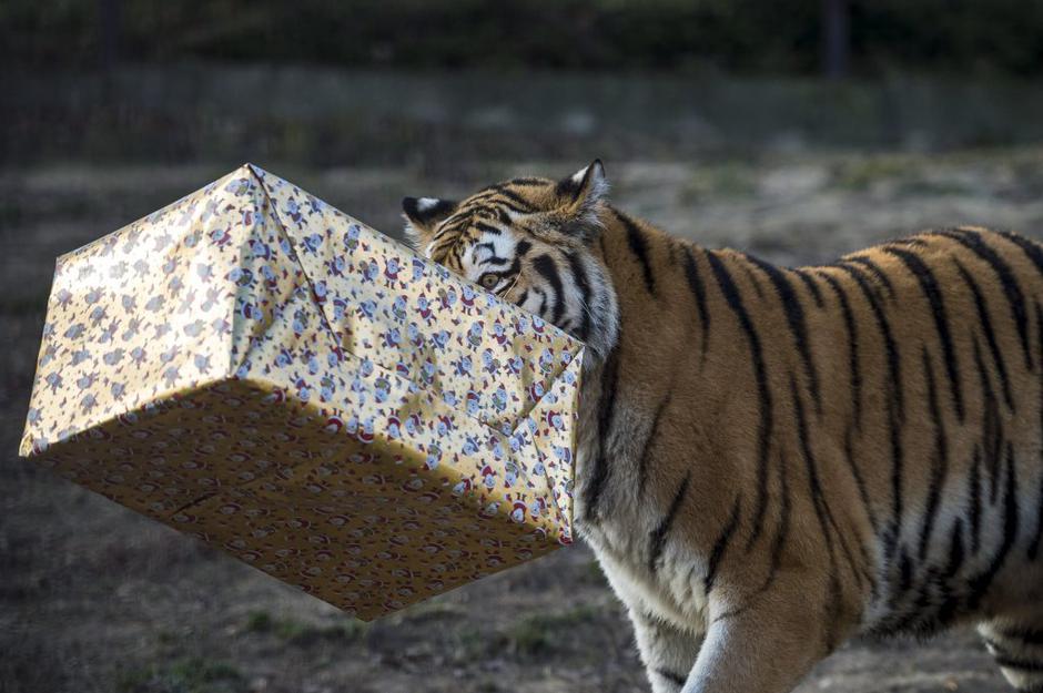 Božiček v živalskem vrtu | Avtor: EPA