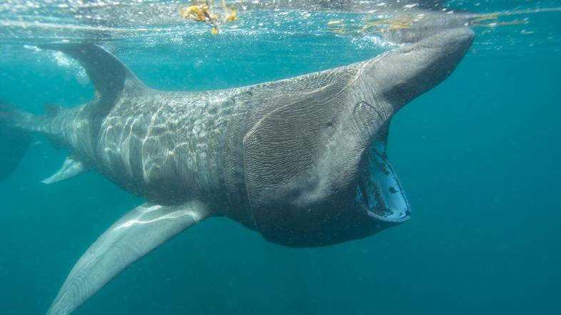 morski pes orjak orjaški morski pes