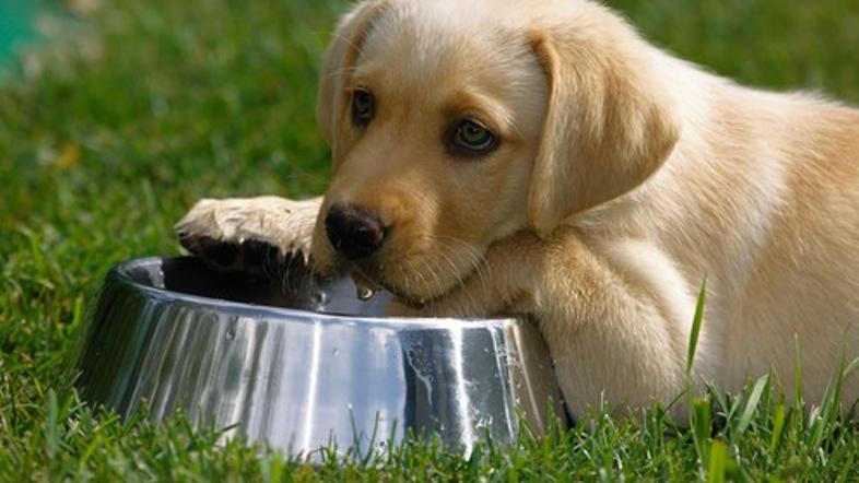 Pes pije vodo