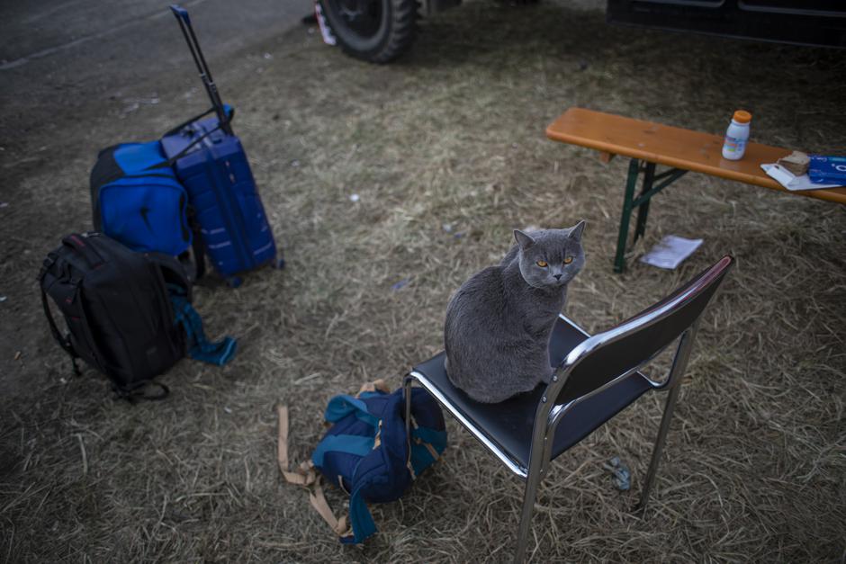 mačka maček vojna vojak orožje Ukrajina | Avtor: Epa