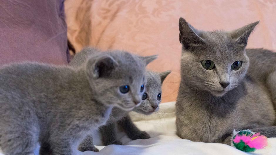 Ruska modra mačka | Avtor: Natalija Kolenc