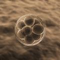 8-celični embrio.