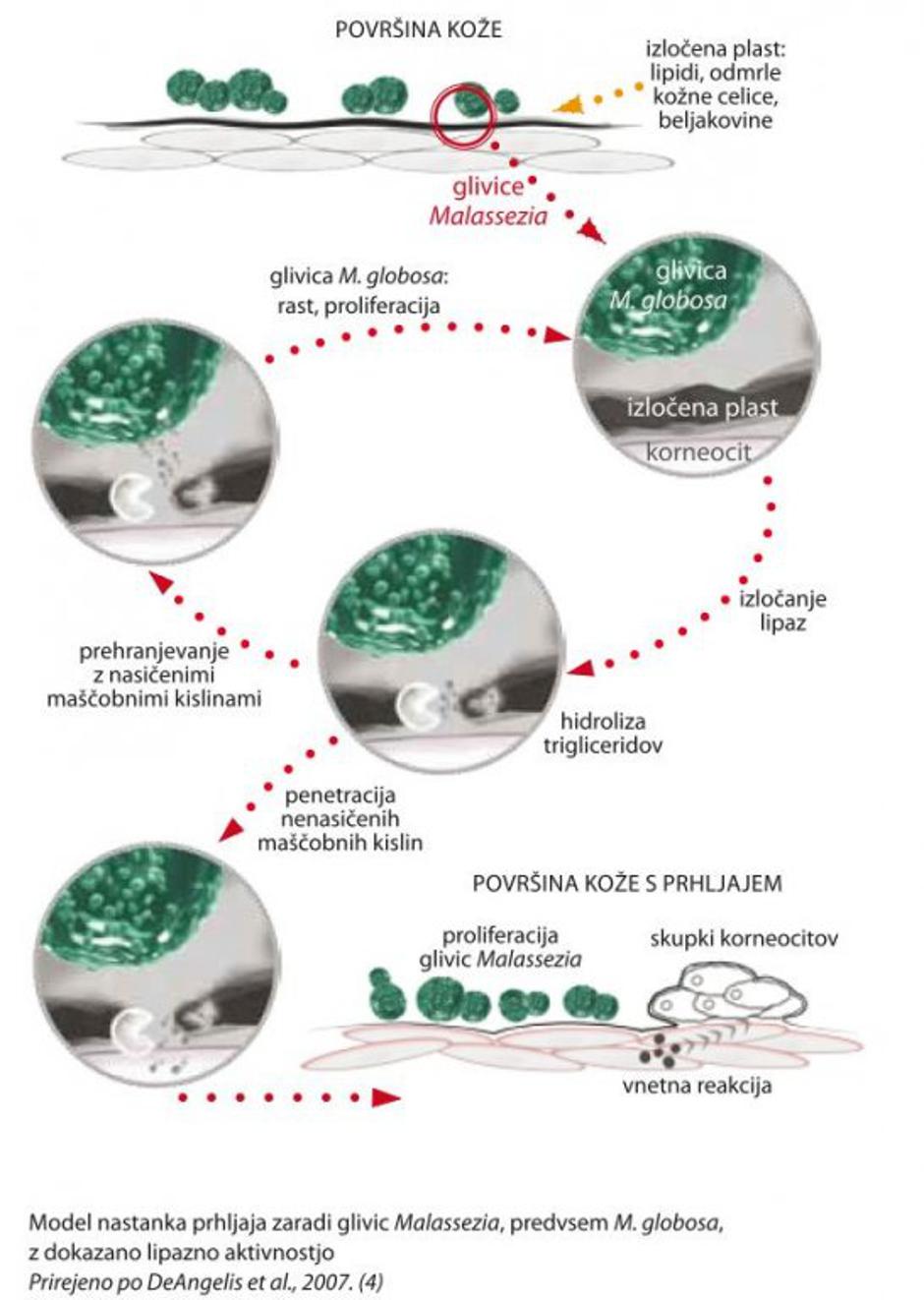 krka fitoval | Avtor: Žurnal24 main