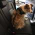 Test pripomočkov za zaščito psa v avtu