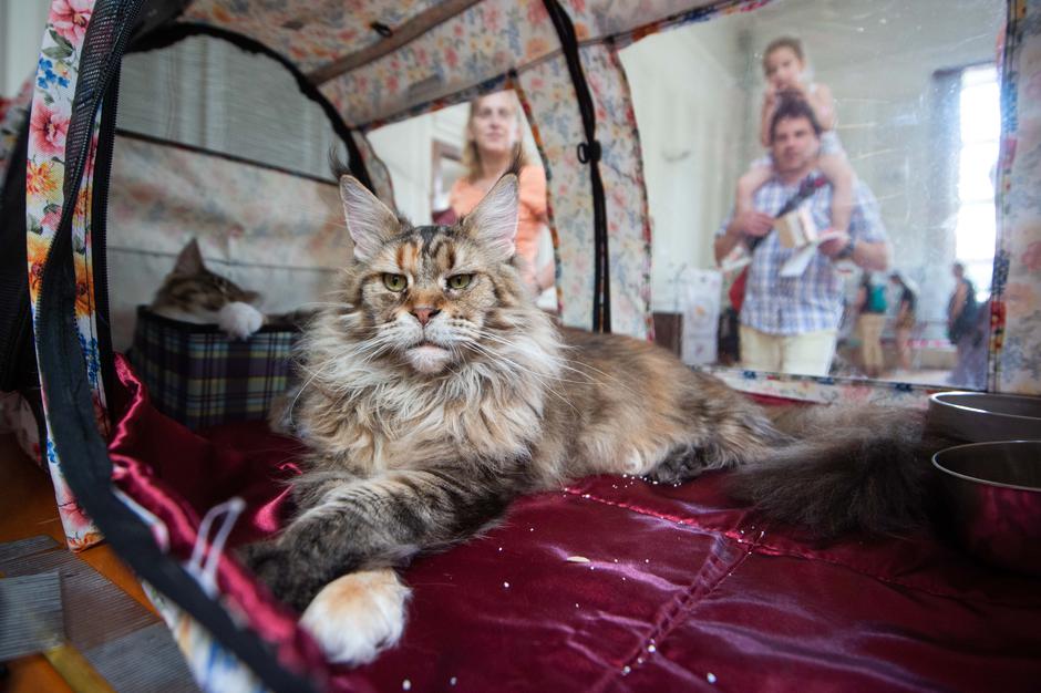 Festival za ljubitelje živali | Avtor: Anže Petkovšek