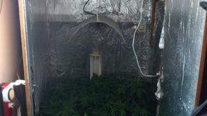 Laboratorij za gojenje konoplje