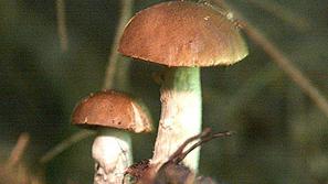 Vaščani so bili začudeni, ko jim je pilot povedal, da je prišel nabrat gobe za m