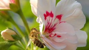 Kranjska čebela na cvetu pelargonije.