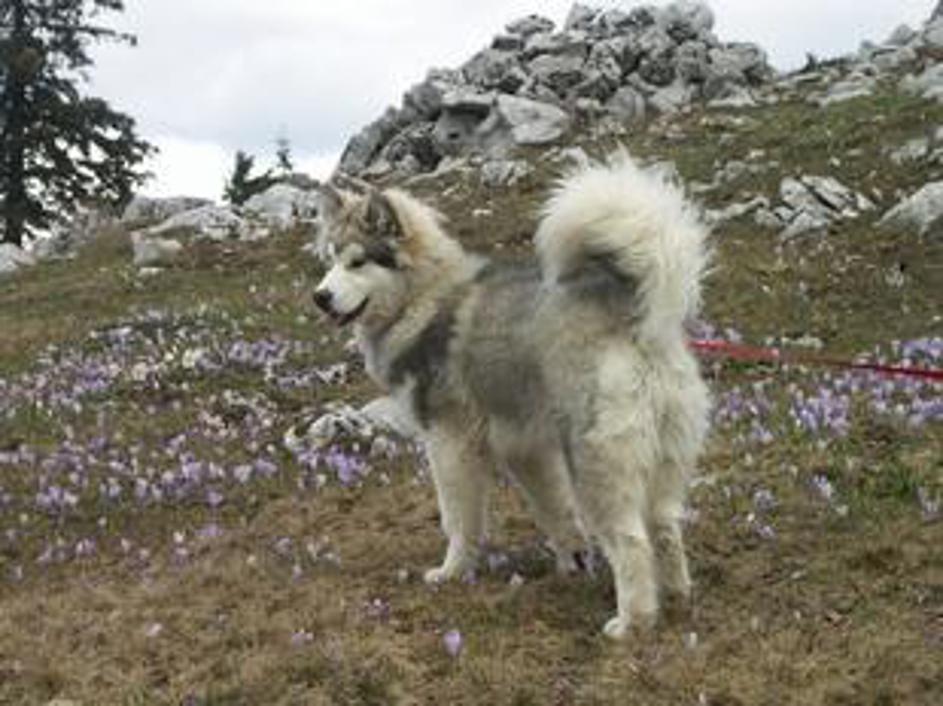 Tale kuža je zasedel 7. mesto.