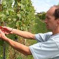 Alojz Gaube ml. pravi, da bo letošnja letina grozdja zaradi toče količinsko neko