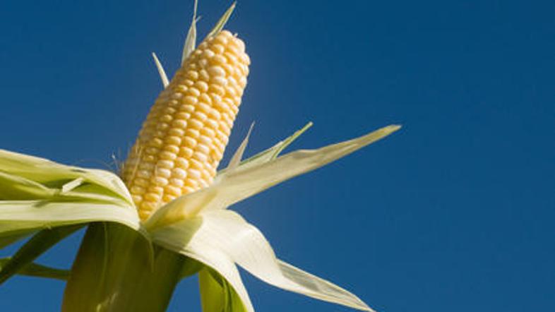 Prav nobeden od nosilcev list večjih slovenskih strank, ki se potegujejo za posl