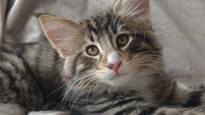 norveška gozdna mačka