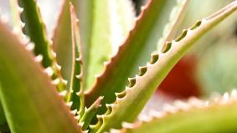 Aloe vera, "cesarica zdravilnih zelišč", danes doživlja neverjeten preporod.