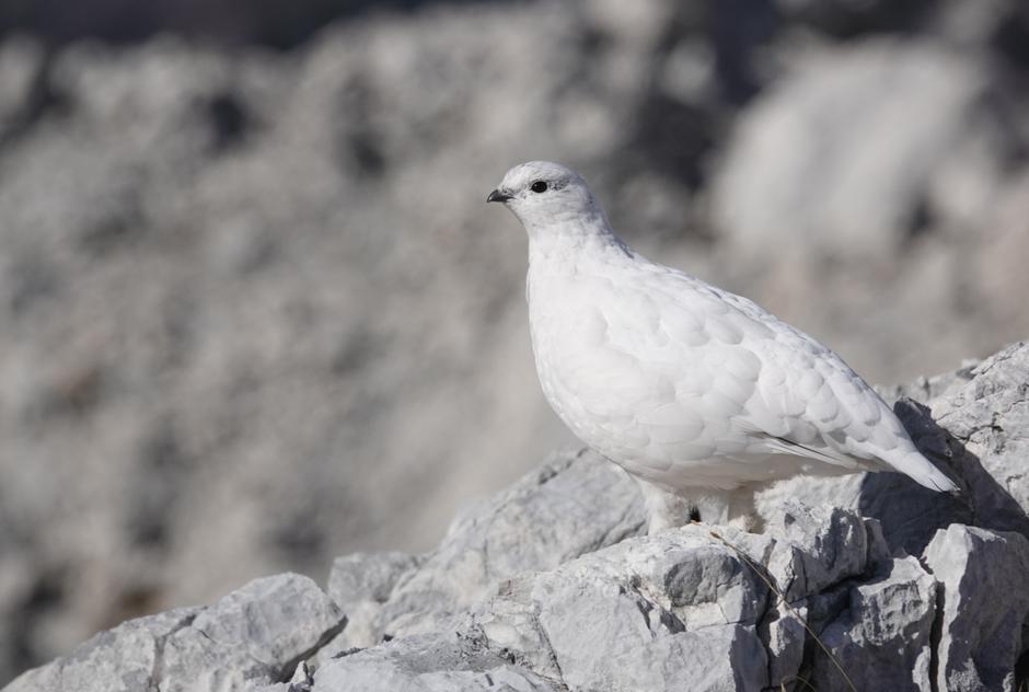 Belka | Avtor: Tomaž Mihelič, DOPPS