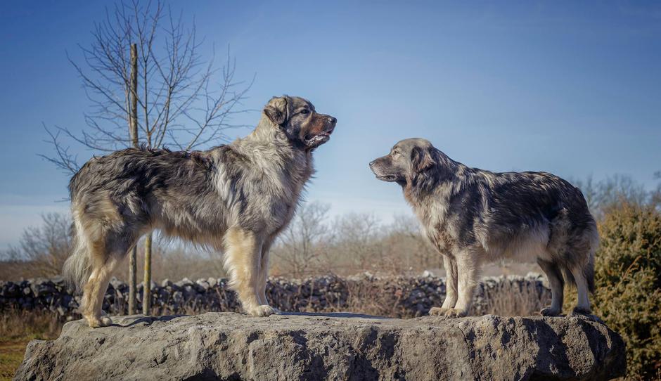 Kraški ovčar | Avtor: Davorin Lisjak