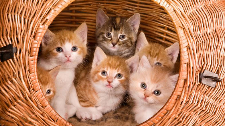 Maček, mačka, mucek, mucki