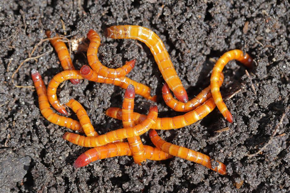 Strune škodljivci na vrtu | Avtor: Profimedia