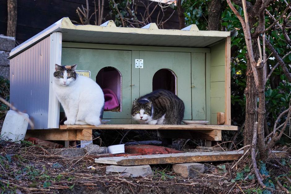 Prostoživeči mucki pred hiško iz lesa | Avtor: Klemen Gorup