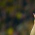 Lewandowski Borussia Dortmund Real Madrid Liga prvakov polfinale
