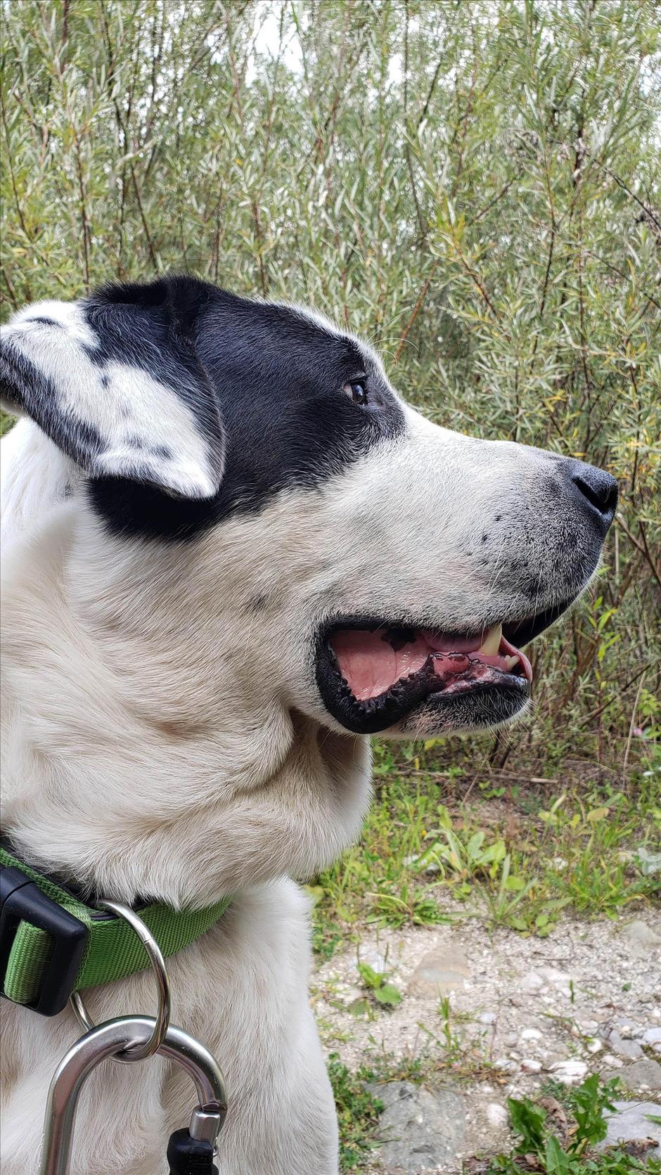 Bo-bo in Stella | Avtor: Andreja Cilenšek