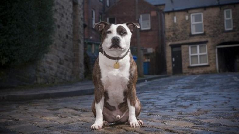 Ameriški Staffordshire Bull Terrier