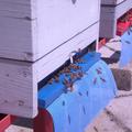 Tri družine “cankarjevih” kranjskih čebel bodo v prvi beri pridelale cvetlični m