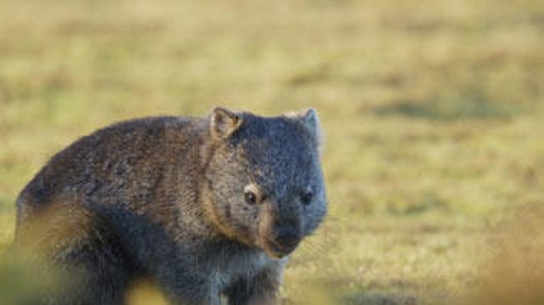 Vombati na Novi Zelandiji niso razširjeni.