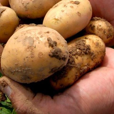 Новый Российский сорт картофеля - Agrofirma "KRiMM"