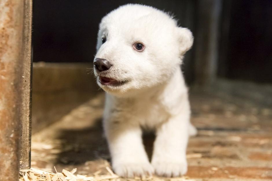 Medvedek Fritz | Avtor: EPA