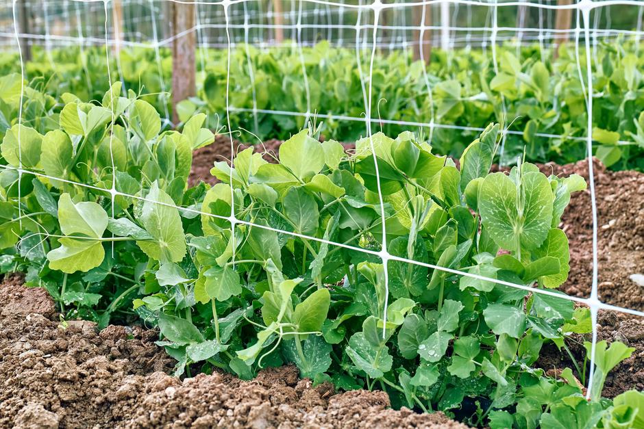 grah | Avtor: Profimedia