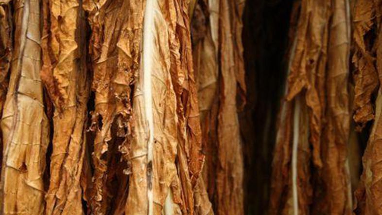 Cariniki so potrjevali izvozno carinsko dokumentacijo za izvoz tobaka iz Sloveni