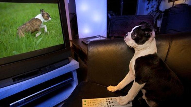 Pes in televizija