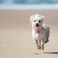 Psi človeka posnemajo spontano in prostovoljno. (Foto: Shutterstock)