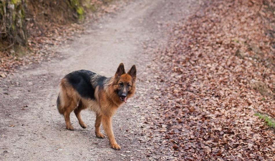 V Piranu pes napadel sprehajalko, nato jo je še lastnik fizično napadel