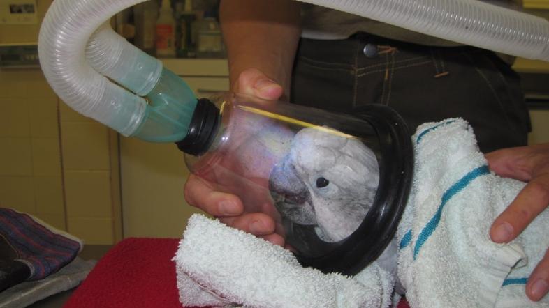 beli kakadu Koki na respiratorju