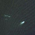 Satelitski posnetki nenavadnega obrisa na gladini Loch Nessa