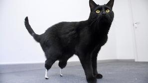Oscar je prvi maček, ki je dobil tovrstno protezo. S svojimi novimi bionskimi ta