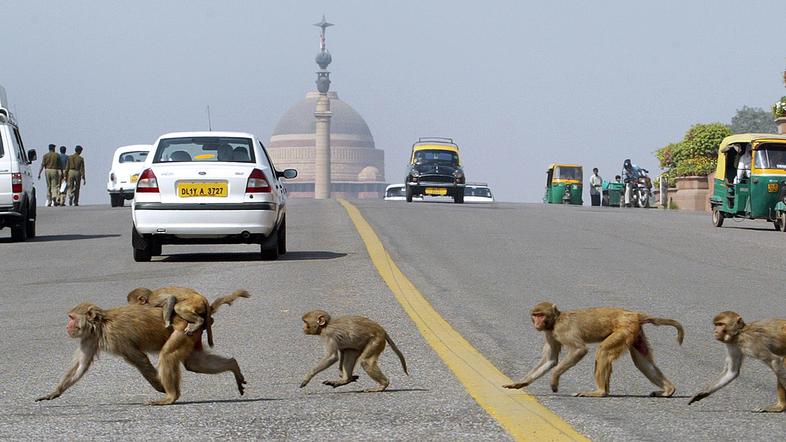 Opičja družina med prečkanjem ene od glavnih prometnic v New Delhiju.