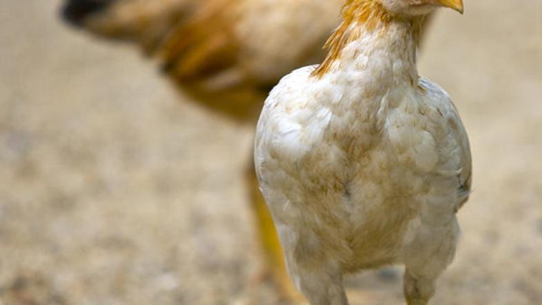 Skrivnsoti ni več, kokoš je bila prva. (Foto: Shutterstock)