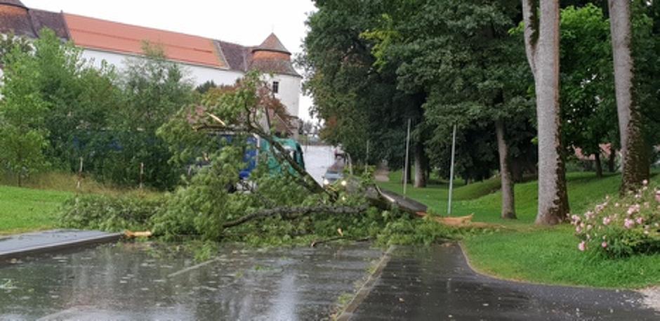 Podrto drevo v Brestanici | Avtor: M. K.