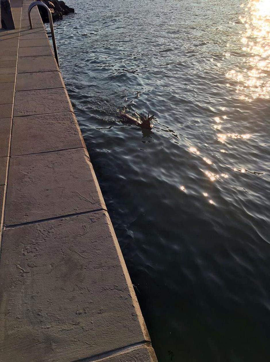 Srnjak v morju | Avtor: Facebook Lovska zveza Koper