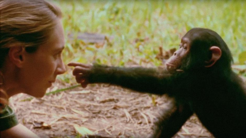 Jane Goodall | Avtor: Profimedia