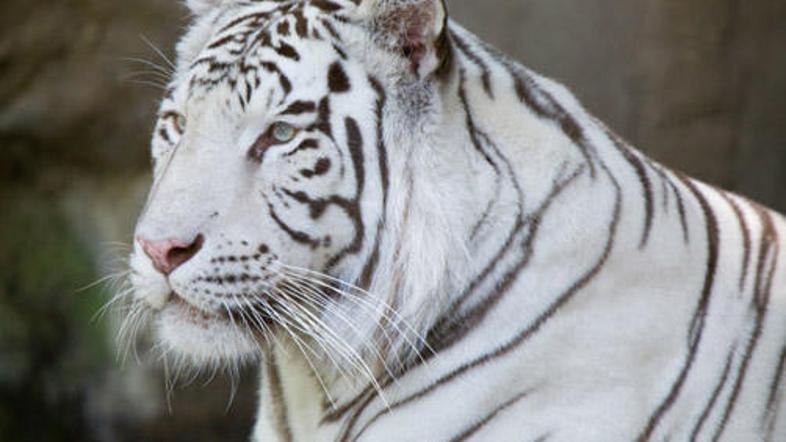 Tiger oskrbnika ni hotel izpustiti.