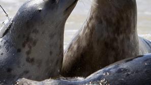 Ko tjulnjem ne pomagajo več oči, v igro stopijo brki. (Foto: EPA)