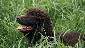 Irski vodni španjel