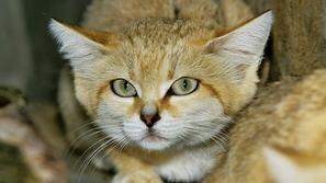 Saharska mačka