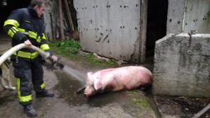 slovenija 28.03.13. resevanje, pujs, svinja, gasilci, foto: GASILSKI ZAVOD TRBOV