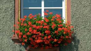 V begonijah je 73-letnika čakalo presenečenje.